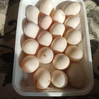 تخم مرغ و اردک|حیوانات مزرعه|اندیمشک, |دیوار