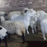 گوسفند|حیوانات مزرعه|چترود, |دیوار