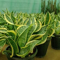 فروش گل سانسوریا|گل و گیاه طبیعی|شیراز, جوادیه|دیوار