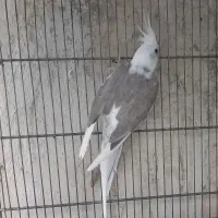 عروس هلندی بالغ آماده جفت