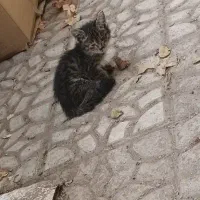 بچه گربه