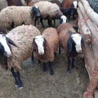 بره نروماده شیرمست شالی