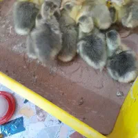 جوجه غاز یک هفته ای