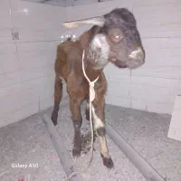 چپشت نر طالی