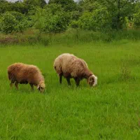 قوچ ۱ساله گله ای و کوهستانی،شهسوار