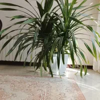 گل های طبیعی