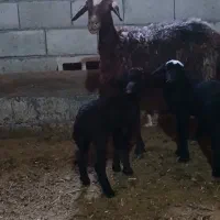 میش دوقلوزا.جوان.جنس دار.بره ها کاه خور.درجه ۱