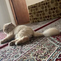 پرشین کت|گربه|چالوس, |دیوار