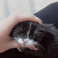 گربه کوچولو