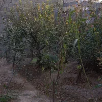 باغ-چهاردیواری-دهشاد-بالا