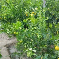 گل رز و گل محمدی و مرکبات