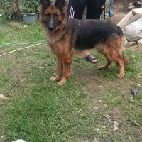 ژرمن  معاوضه با مرغ کفتر قناری