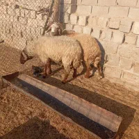 فروش دو عدد قوچ|حیوانات مزرعه|امیدیه, |دیوار