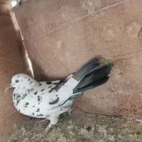 کفتر|پرنده|گلپایگان, |دیوار