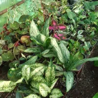 گل سینره و ... به فروش میرسد|گل و گیاه طبیعی|تالش, هشتپر|دیوار