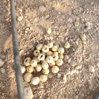فروش عمده و خرده انجیر درجه یک فقط نقدی|خوردنی و آشامیدنی|شیراز, دارالرحمه|دیوار