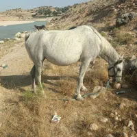 خرید فروش اسب