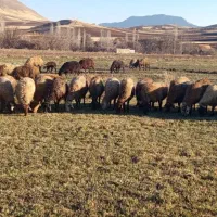 گوسفند آبستن|حیوانات مزرعه|مریوان, |دیوار