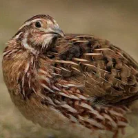 مرغ ،خروس ،بلدرچین و اردک|حیوانات مزرعه|کاشان, مزرعه نو|دیوار