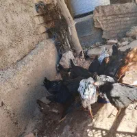 باروک وجوجه خروس سه ماهه|حیوانات مزرعه|دهدشت, |دیوار