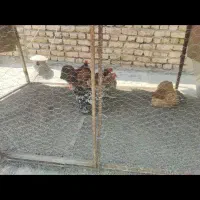 مرغ وخروس کوشین