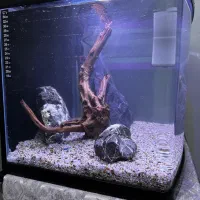 آکواریوم|ماهی|فردیس, فرامرزیه|دیوار