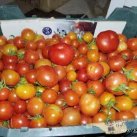 نشا شطل|گل و گیاه طبیعی|سروآباد, |دیوار
