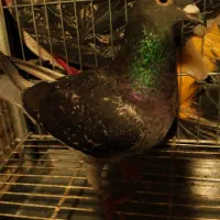 کبوتر پلاکی مسافتی جان اردن خون خالص خالص|پرنده|تهران, بوستان ولایت|دیوار