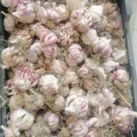 سیر خشک