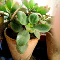 کاکتوس وگل۷۰الی۱۰۰