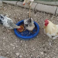 فروش خروس ومرغ نژاد برهما|حیوانات مزرعه|جم, |دیوار