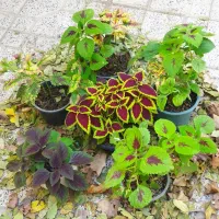 سری جدیدگلهای زیبا|گل و گیاه طبیعی|کرج, شهرک بهداری|دیوار