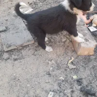 پاپی آماده فروش