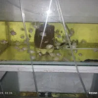 ماهیوآکواریوم باپاییه پرت پلارگوشت خواروگیاه خوار|ماهی|تهران, گرگان|دیوار