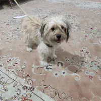 سگ اشپیت