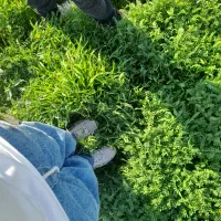 قالی     ارزون  جهت باغ ویلا