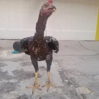 جوجه لاری