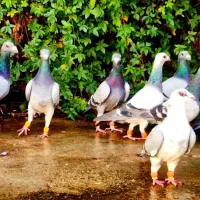 دسته کفتر|پرنده|شیراز, شهرک پرواز|دیوار