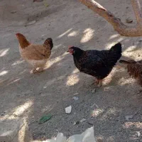 خروس ومرغ تخم گذار محلی|حیوانات مزرعه|سنندج, |دیوار