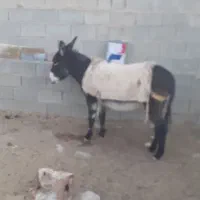 فروش الاغ ماده گله ای جوون