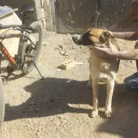 کوچوک 6ماهه گردن کلفت سر کله دار|سگ|مشهد, رباط طرق|دیوار