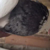 4طوق طوقی برتر ایران