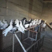 ۴۰عدد کبوتر به علت نبود جا بفروش میرسد|پرنده|شاهین دژ, |دیوار