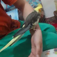 طوطی|پرنده|گنبد کاووس, |دیوار