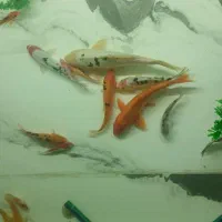 ماهی کوی همه سایز
