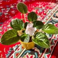 فروش انواع بنفشه آفریقایی|گل و گیاه طبیعی|رحیم‌آباد, |دیوار