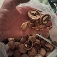 گردو و بادام|خوردنی و آشامیدنی|سراوان, |دیوار