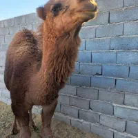 شتر(هاشی نر)