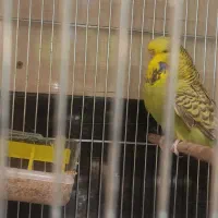 مرغ عشق انگلیسی|پرنده|تهران, سهروردی|دیوار