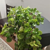 گل طبیعی|گل و گیاه طبیعی|اصفهان, سرتاوه|دیوار